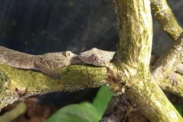 Geckos kaufen und verkaufen Foto: 2.0., eurydactylodes occidentalis, Chamäleon Gecko Geckos kaufen und verkaufen Foto: 2.0., eurydactylodes occidentalis, Chamäleon Gecko