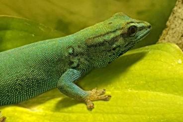 Geckos kaufen und verkaufen Foto: Lygodactylus Williamsi Himmelblauer Zwergtaggecko 