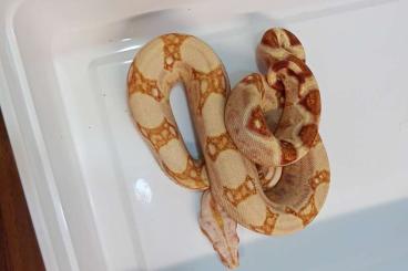 Schlangen kaufen und verkaufen Foto: Boa Imperator Albino purple, Sunglows, Hypos and normals.