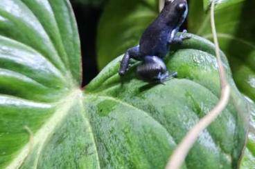 Poison dart frogs kaufen und verkaufen Photo: Biete und Suche für Marktheidenfeld