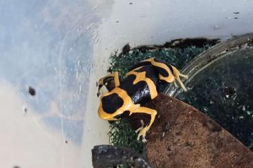 Poison dart frogs kaufen und verkaufen Photo: Biete und Suche für Marktheidenfeld