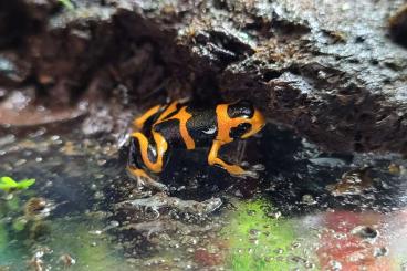 Poison dart frogs kaufen und verkaufen Photo: Biete Ranitomeya Summersi