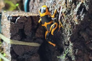 Poison dart frogs kaufen und verkaufen Photo: Biete Ranitomeya Summersi