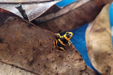 Poison dart frogs kaufen und verkaufen Photo: Biete Ranitomeya Summersi