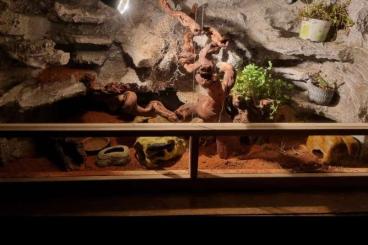 Geckos kaufen und verkaufen Foto: 0.3. Leopardgeckos mit Terrarium und Zubehöre