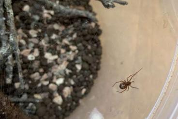 Spiders and Scorpions kaufen und verkaufen Photo: Verkaufe meine Nachzuchten von falschen Witwen (steatoda triangulo)