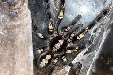 - bird spiders kaufen und verkaufen Photo: Bulk sale metallica, sazimai, albopilosus etc
