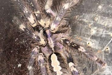 Vogelspinnen kaufen und verkaufen Foto: Poecilotheria vittata 16 females