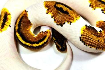 Ball Pythons kaufen und verkaufen Photo: 1.0 Gravel Piebald 800gr+,0.1 Firefly Yellow Belly Sandblast Piebald 