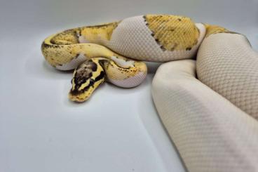 Ball Pythons kaufen und verkaufen Photo: 0.1 Firefly Yellow Belly Sandblast Piebald 800gr + Ball Pythons kaufen und verkaufen Photo: 0.1 Firefly Yellow Belly Sandblast Piebald 800gr +