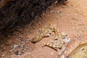 Geckos kaufen und verkaufen Photo: 1,1 Diplodactylus galeatus 