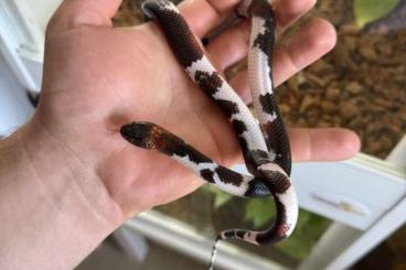 Schlangen kaufen und verkaufen Foto: 1.1 Mussurana Pieds ( Clelia Sp ) Schlangen kaufen und verkaufen Foto: 1.1 Mussurana Pieds ( Clelia Sp )