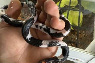 Snakes kaufen und verkaufen Photo: 1.2 Mussurana Pieds ( Clelia Sp) Snakes kaufen und verkaufen Photo: 1.2 Mussurana Pieds ( Clelia Sp)
