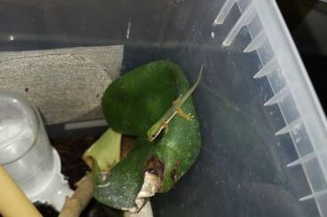 Geckos kaufen und verkaufen Foto: 0.0.4 Phelsuma parva West NZ21