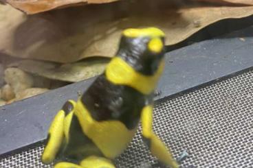 Poison dart frogs kaufen und verkaufen Photo: Oophaga histrionica, sylvatica, lehmanni - updated