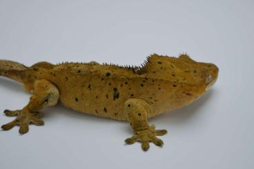 Geckos kaufen und verkaufen Photo: 1.4 Group - Dalmation - Kronengecke, Crested Gecko, Correlophus ciliat