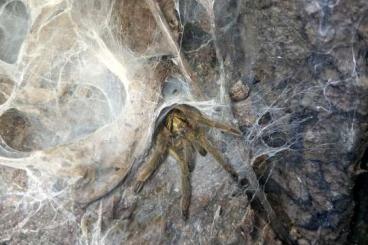 Spinnen und Skorpione kaufen und verkaufen Foto:   Chaetopelma olivaceum - Neoholothele incei