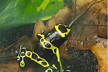 frogs kaufen und verkaufen Photo: verschiedene Dendrobates und Phyllobates