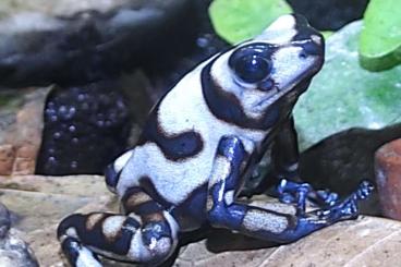 Frösche  kaufen und verkaufen Foto: Dendrobates auratus Pena Blanca