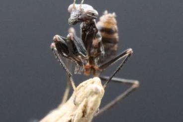 Insekten kaufen und verkaufen Foto: Acromantis sp.,  Boxermantide, Mantiden, Gottesanbeterin