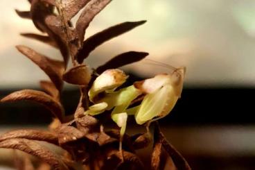 Insekten kaufen und verkaufen Foto: Helvia cardinalis, gelbe Blütenmantide, Gottesanbeterin