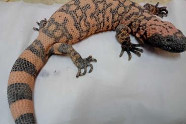 other lizards kaufen und verkaufen Photo: 100% 1.0 Heloderma suspectum cinctum abzugeben 