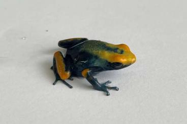 frogs kaufen und verkaufen Photo: Diverse Pfeilgiftfrösche 