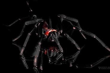 Spiders and Scorpions kaufen und verkaufen Photo: Harmonicon oiapoqueae Nachzuchten 
