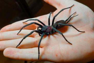 Spiders and Scorpions kaufen und verkaufen Photo: Harmonicon oiapoqueae Nachzuchten