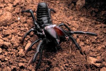 Spinnen und Skorpione kaufen und verkaufen Foto: Walzenspinnen Nachzuchten: Rhagodes furiosus für Weinstadt 