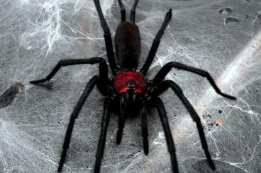 Spiders and Scorpions kaufen und verkaufen Photo: Funnel webs and trapdoors for shipping 