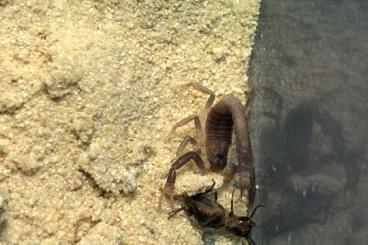 Spiders and Scorpions kaufen und verkaufen Photo: 0.0.42 Parabuthus Transvaalicus Zimbabwe i2 