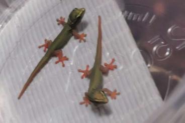 Geckos kaufen und verkaufen Foto: Lygodactylus williamsi    