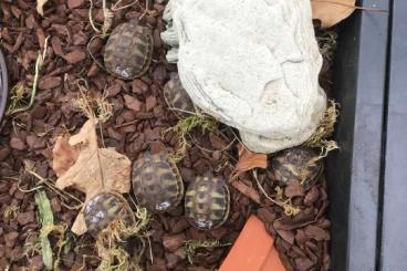 Tortoises kaufen und verkaufen Photo: Griechische Landschildkröten Jungtiere