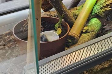 Geckos kaufen und verkaufen Foto: Phelsuma Grandis High Red