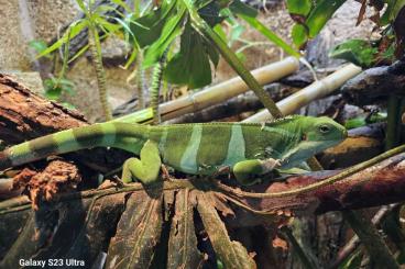 Echsen  kaufen und verkaufen Foto: Fidschi leguan brachylophus fasciatus