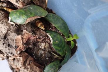 Echsen kaufen und verkaufen Foto: Sphaerodactylus torrei, Chalcides mionecton Echsen kaufen und verkaufen Foto: Sphaerodactylus torrei, Chalcides mionecton
