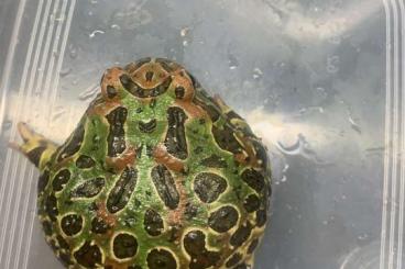 frogs kaufen und verkaufen Photo: Verkaufe 0.1 Ceratophrys Cranwelli 2018