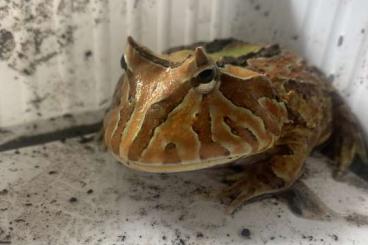 frogs kaufen und verkaufen Photo: Ceratophrys cranwelli - Ceratophrys cornuta Hybrid 