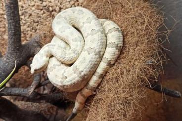 Snakes kaufen und verkaufen Photo: Abzugeben wegen Bestandsumstellung:
