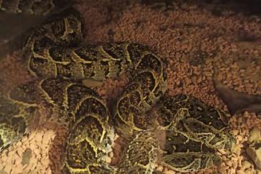 Venomous snakes kaufen und verkaufen Photo: HOUTEN:Wegen Bestandsverkleinerung abzugeben: