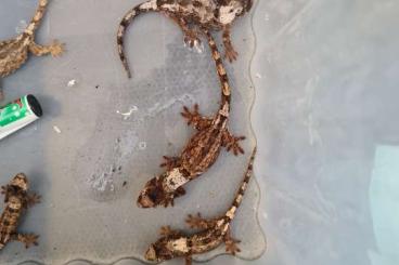 Lizards kaufen und verkaufen Photo: Offer for Hamm or shipment worldwide Lizards kaufen und verkaufen Photo: Offer for Hamm or shipment worldwide
