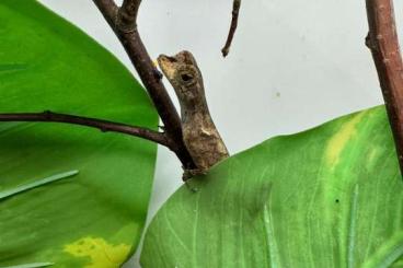 Echsen kaufen und verkaufen Foto: 3.3 Anolis bombiceps Echsen kaufen und verkaufen Foto: 3.3 Anolis bombiceps