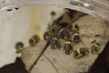 Insects kaufen und verkaufen Photo: Isopods-Asseln Insects kaufen und verkaufen Photo: Isopods-Asseln
