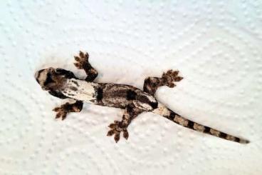 Lizards kaufen und verkaufen Photo: Mniarogekko chahoua Pine Island cb25 Lizards kaufen und verkaufen Photo: Mniarogekko chahoua Pine Island cb25