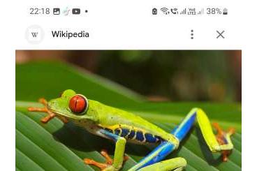 Frösche kaufen und verkaufen Foto: I am looking for 2.0 - 4.0 adult Agalychnis callidryas. Frösche kaufen und verkaufen Foto: I am looking for 2.0 - 4.0 adult Agalychnis callidryas.