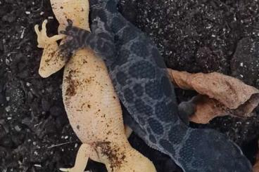 Echsen kaufen und verkaufen Photo: Geckoella / Cyrtodactylus jeyporensis cb25 Echsen kaufen und verkaufen Photo: Geckoella / Cyrtodactylus jeyporensis cb25