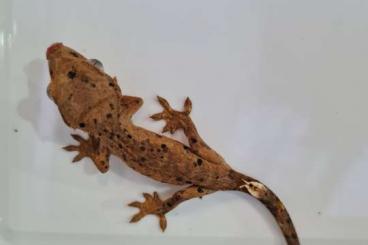 Echsen  kaufen und verkaufen Foto: Kronengeckos - Correlophus ciliatus - Crested Gecko  0.0.10 Lilly Whit