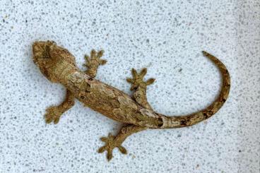 Geckos kaufen und verkaufen Photo: Hello Together,  Mniarogekko chahoua Pure Pine Island females availabl