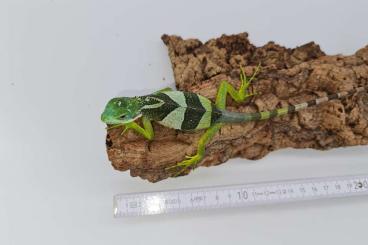Lizards kaufen und verkaufen Photo: Brachylophus fasciatus cb 21 / 22              